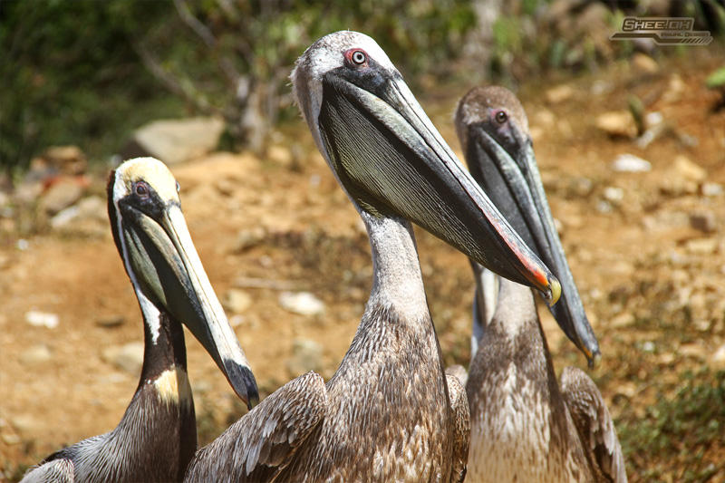 Photo Shoot - Los Frailes Pelicans