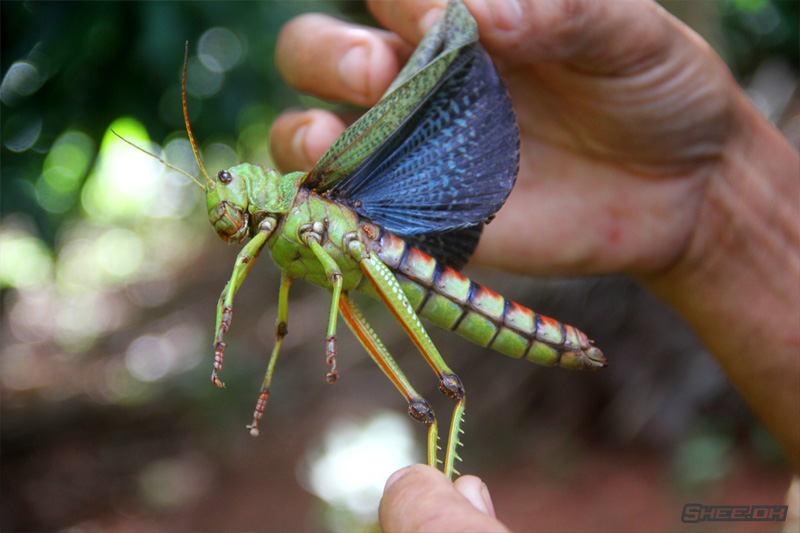 Nature's Grand Design Photography - Grasshopper