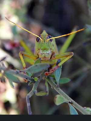 Nature's Grand Design Photography - Grasshopper