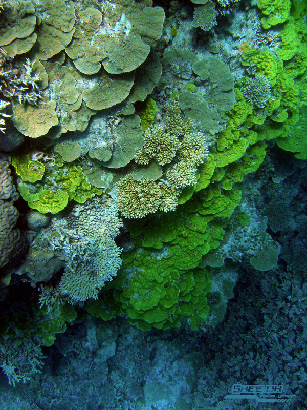 Underwater Photography - Great Berrier Reef, Australia