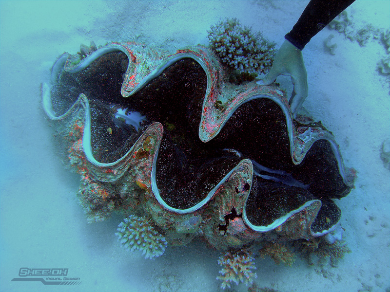 Underwater Photography - Great Berrier Reef, Australia